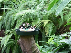 071 Kuranda Butterfly Sancturary